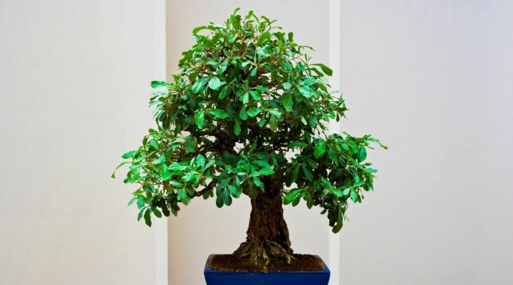 Are Bonsai Trees Poisonous To Cats? Botanic Box