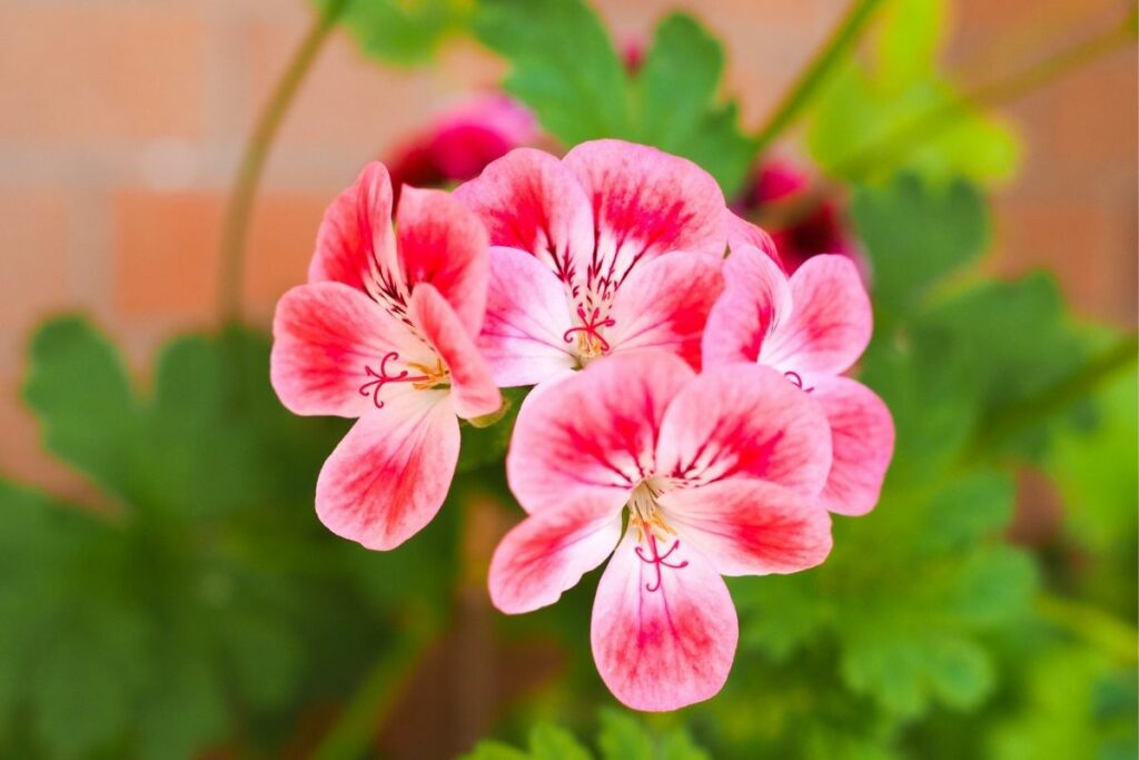 Are Geraniums Poisonous To Dogs? Botanic Box
