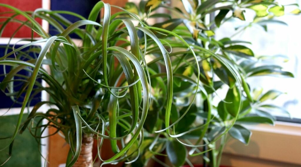 Are Ponytail Palms Toxic To Cats? Botanic Box