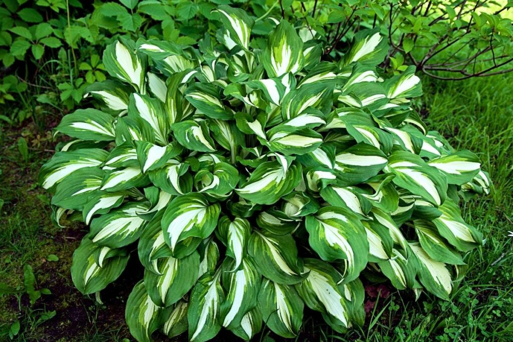 Can Hostas Grow Indoors? - Botanic Box