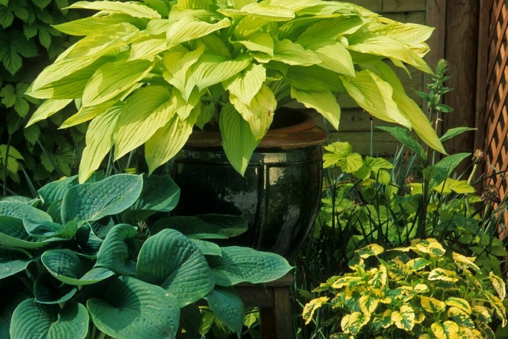 Can Hostas Grow Indoors? Botanic Box