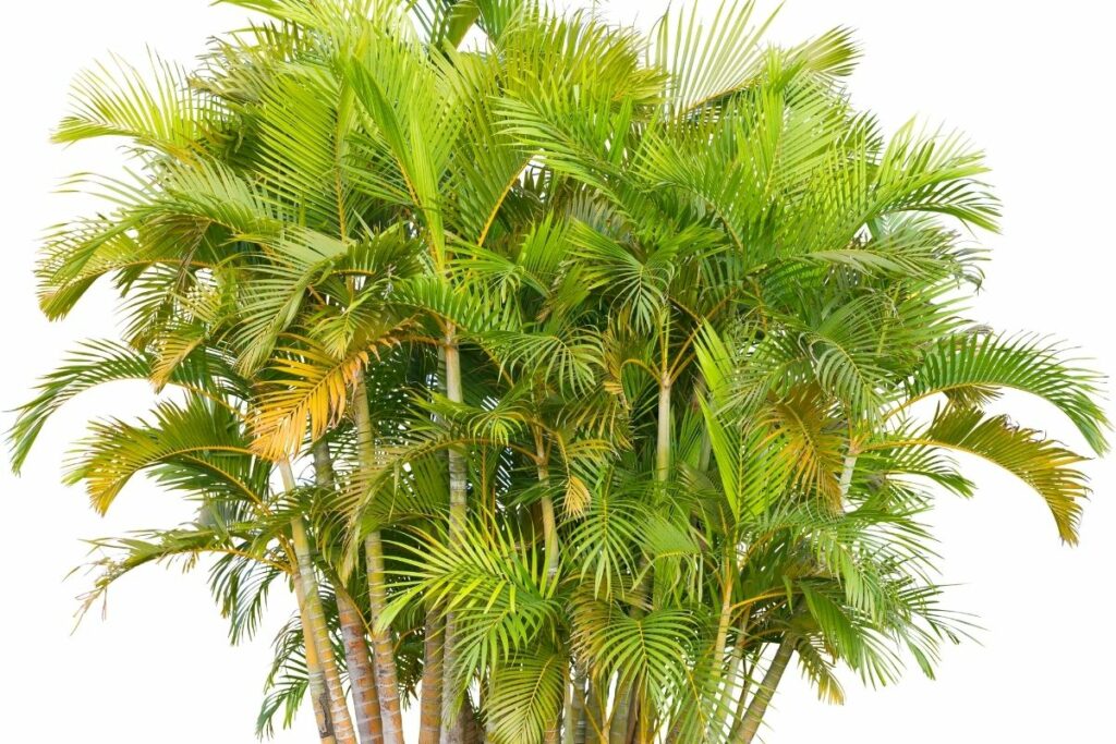 How Fast Do Areca Palms Grow? Botanic Box