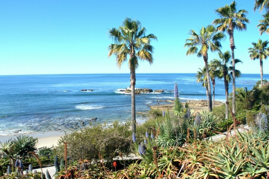 How Fast Do Queen Palms Grow? Botanic Box