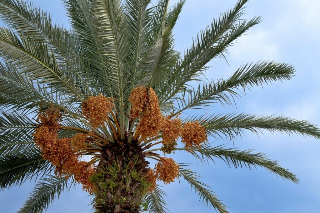How Fast Do Queen Palms Grow? Botanic Box