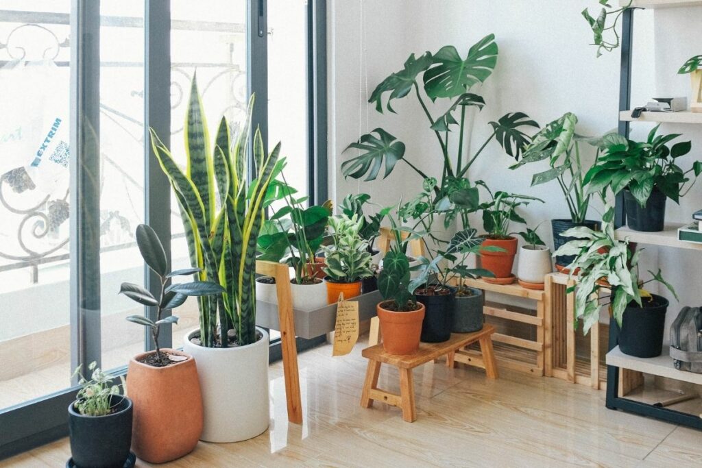 What Do Indoor Plants Need to Live? Botanic Box