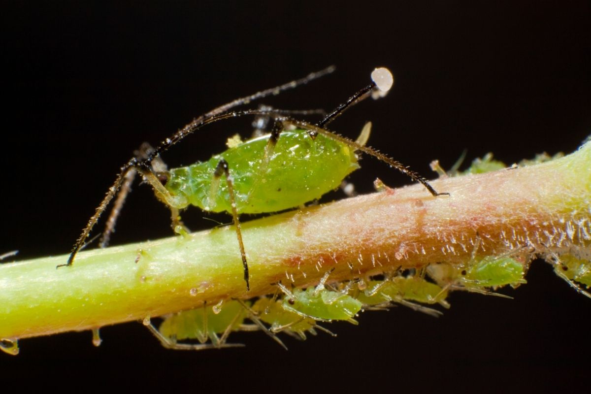 What Do Aphids Look Like? Botanic Box