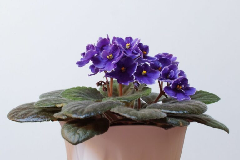 Are African Violets Poisonous To Cats? Botanic Box