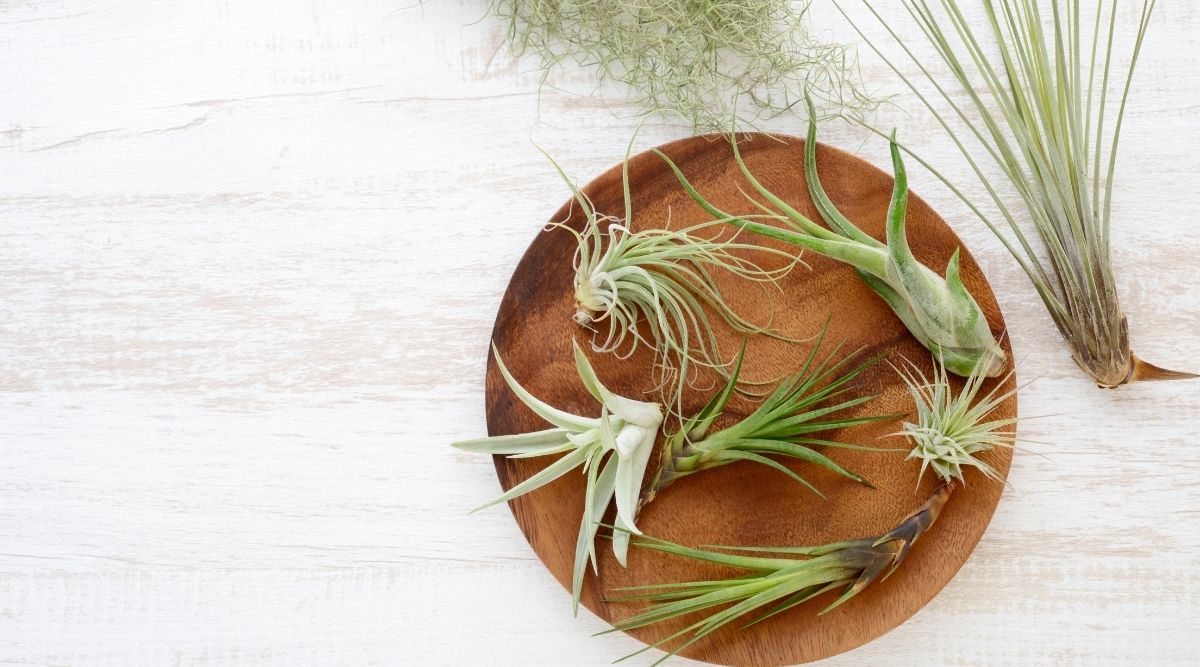 Are Air Plants Toxic To Cats? Botanic Box