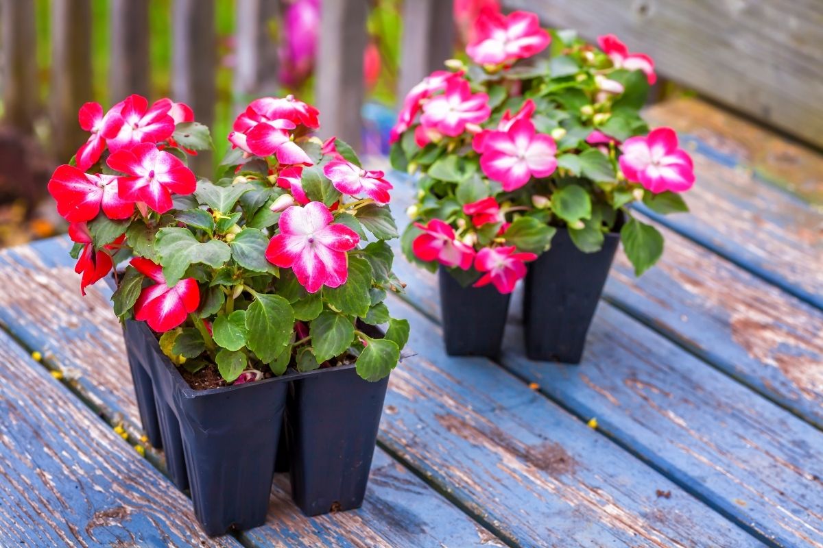 Can Impatiens Grow Indoors? Botanic Box