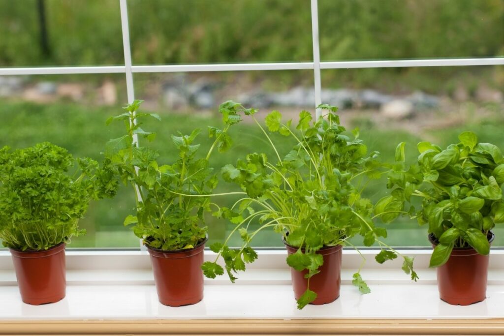 Can You Grow Cilantro Indoors? - Botanic Box