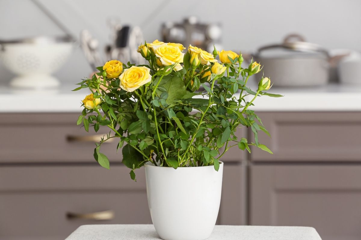 Can You Grow Roses Indoors? Botanic Box