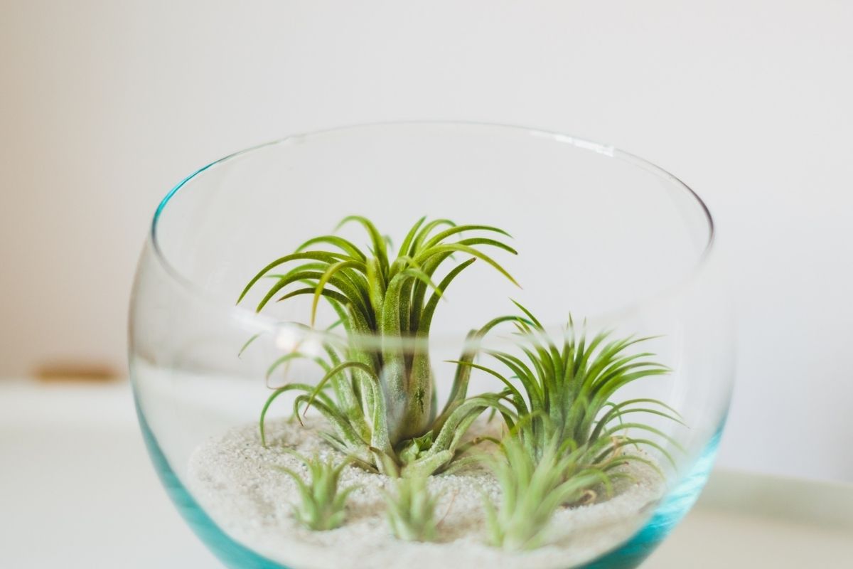 How Fast Do Air Plants Grow? Botanic Box