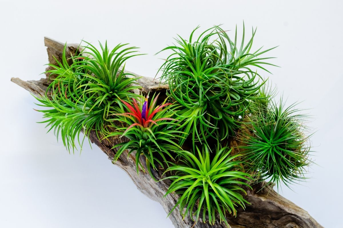 How Fast Do Air Plants Grow? Botanic Box
