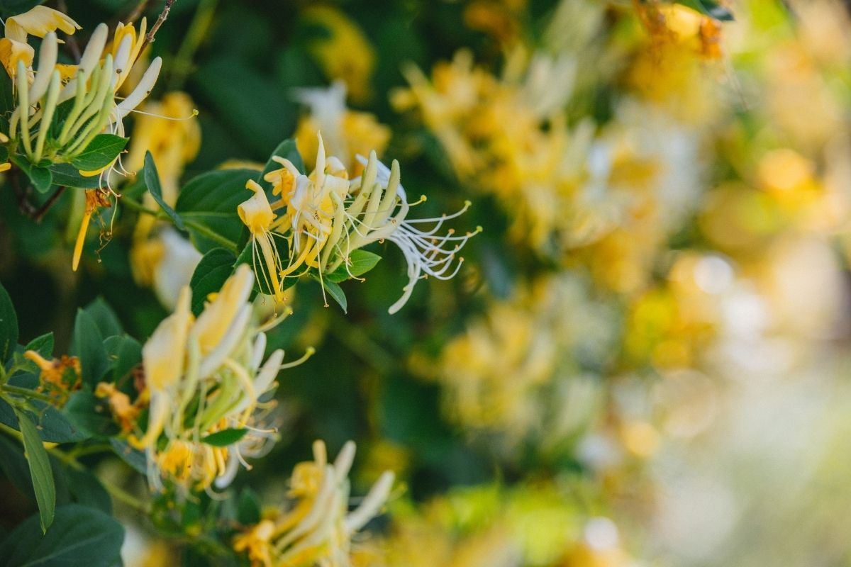 How Fast Does Honeysuckle Grow Botanic Box