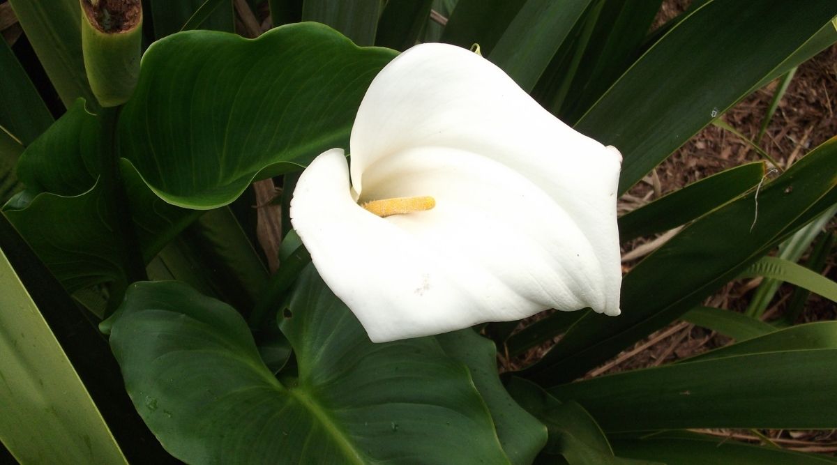 How Long Do Peace Lilies Live? Botanic Box