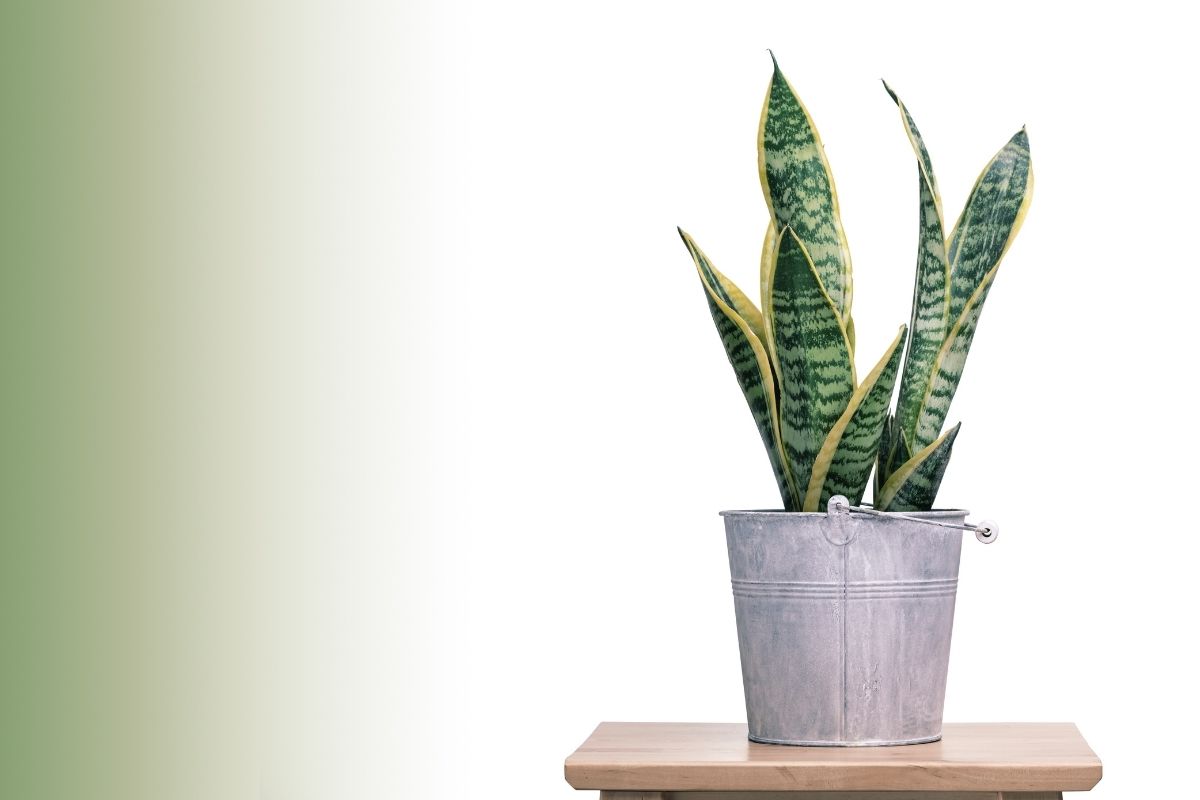 how-much-sun-does-a-snake-plant-need-botanic-box
