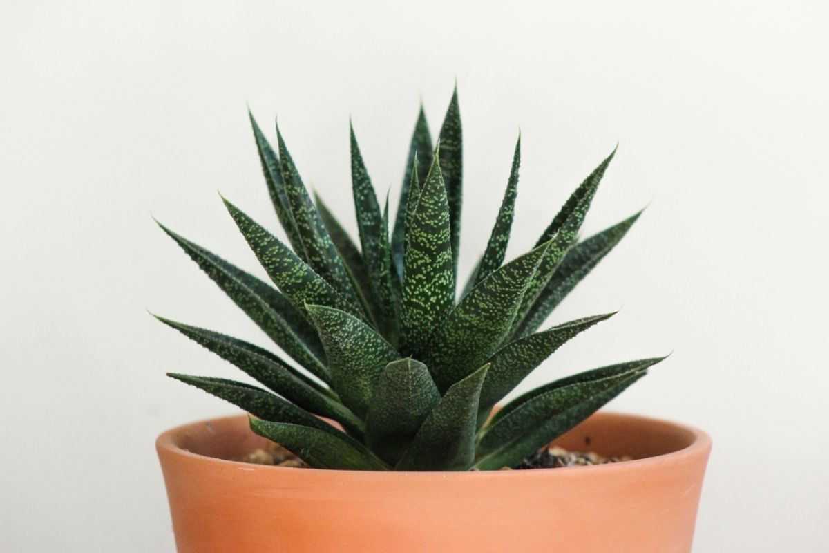 How Often Do You Water Aloe Vera? Botanic Box