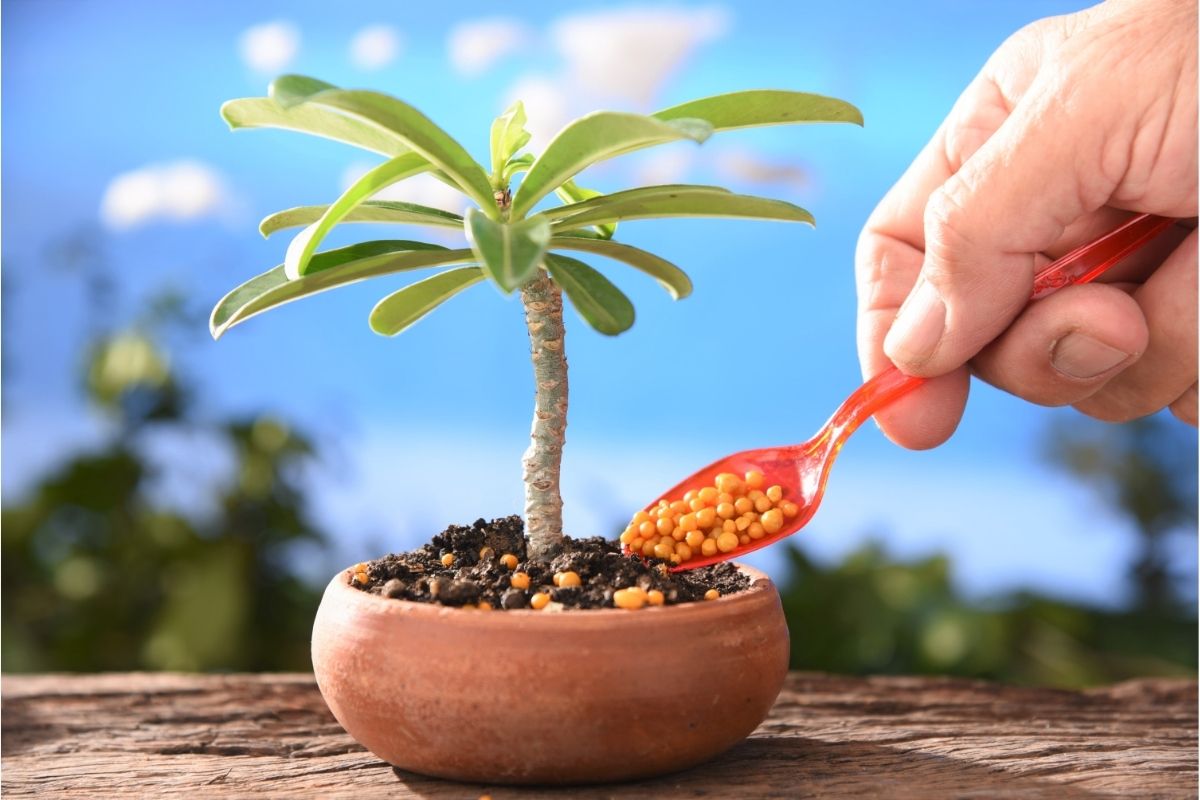 is-fertilizer-good-for-houseplants-botanic-box
