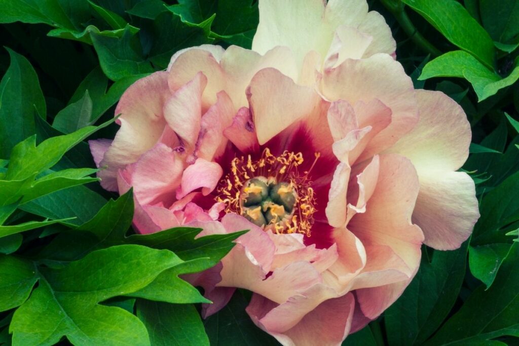 What colors do peonies come in botanic box