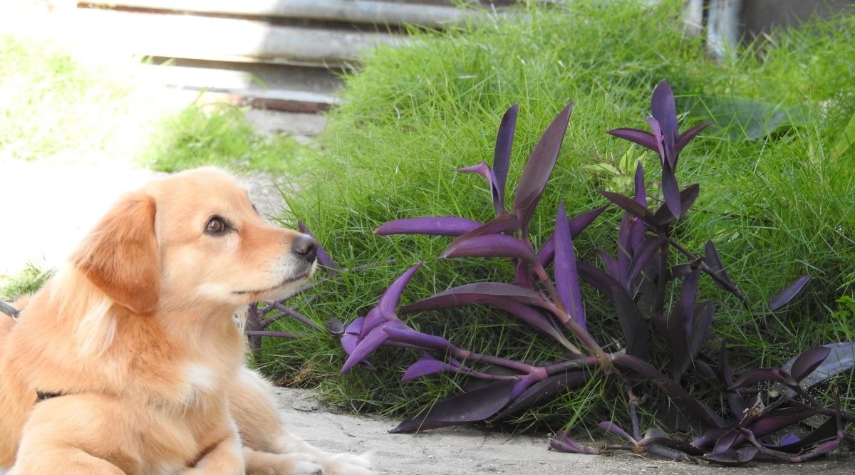 Are Lilacs Poisonous To Dogs? Botanic Box