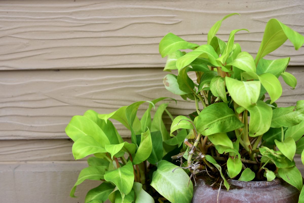 How Often To Water Pothos Botanic Box How often to water pothos botanic box