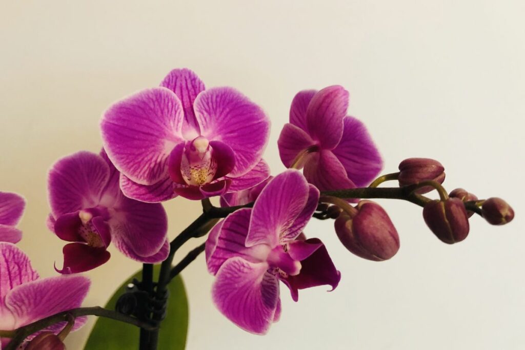How To Revive An Orchid Botanic Box