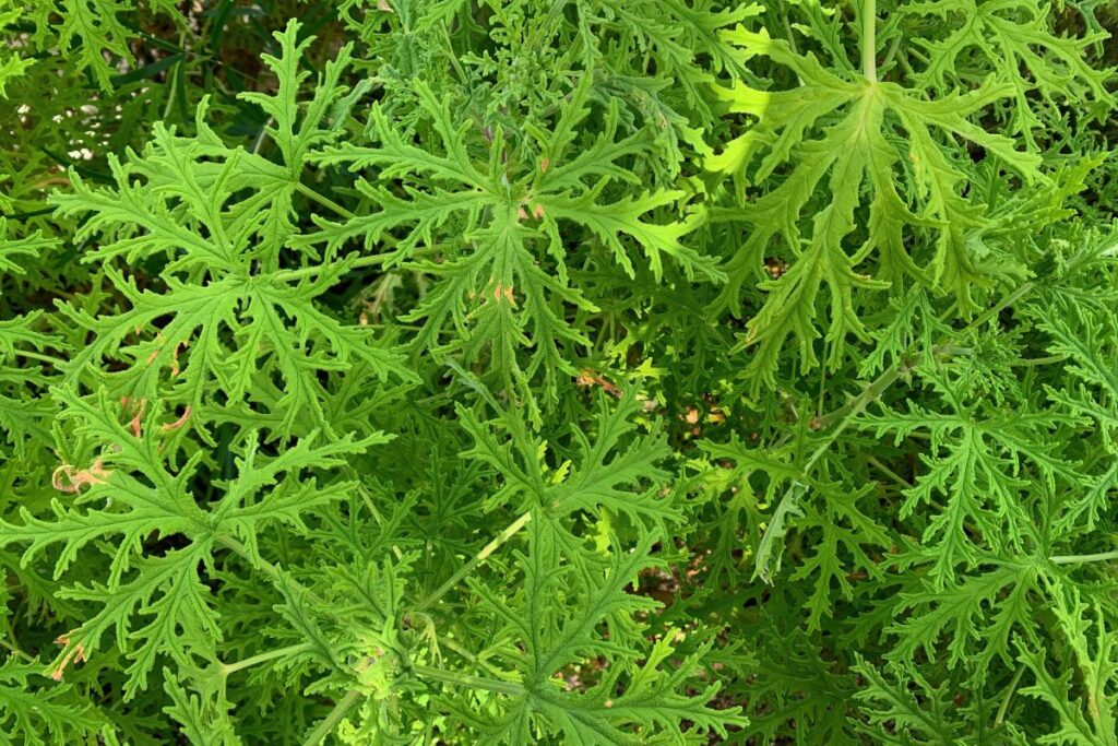 Does Citronella Repel Flies? Botanic Box