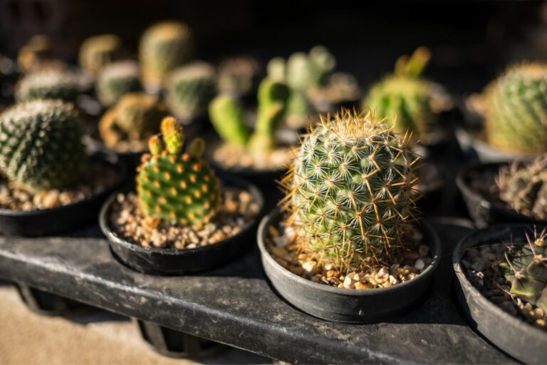 Why Is My Cactus Turning Yellow? Botanic Box