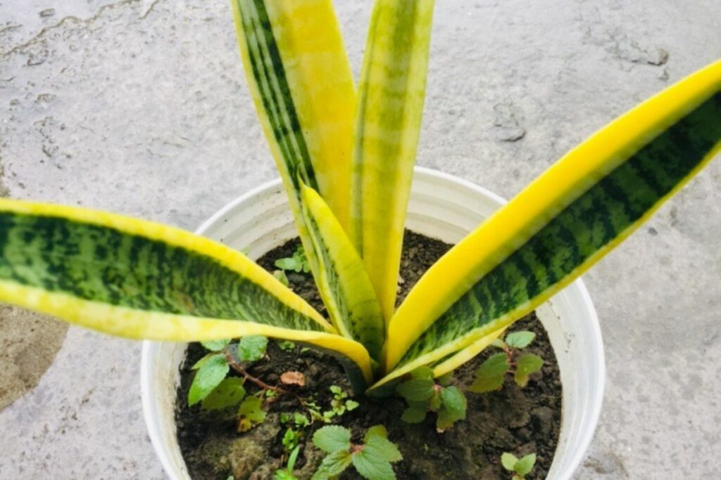 Why Is My Snake Plant Turning Yellow? - Botanic Box