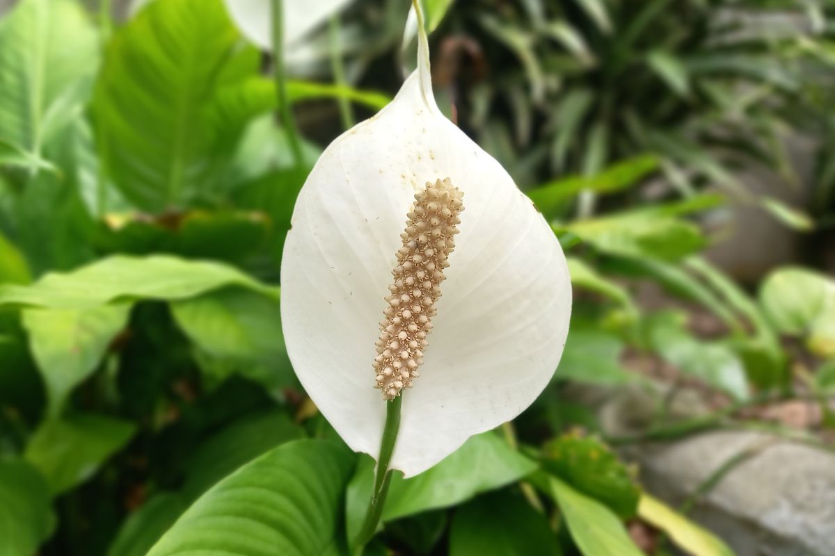 How To Propagate A Peace Lily Botanic Box