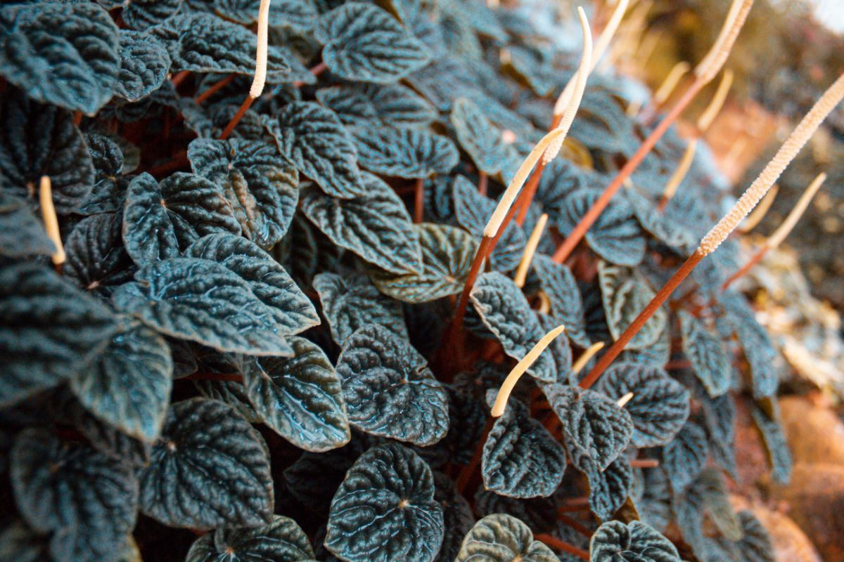 Is Peperomia Toxic To Cats? Botanic Box