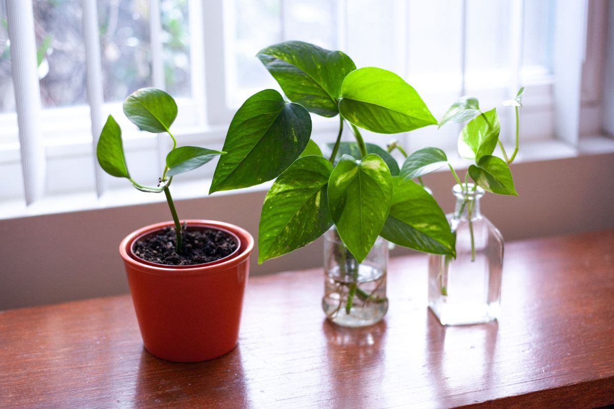 Best Plants For South Facing Window Botanic Box