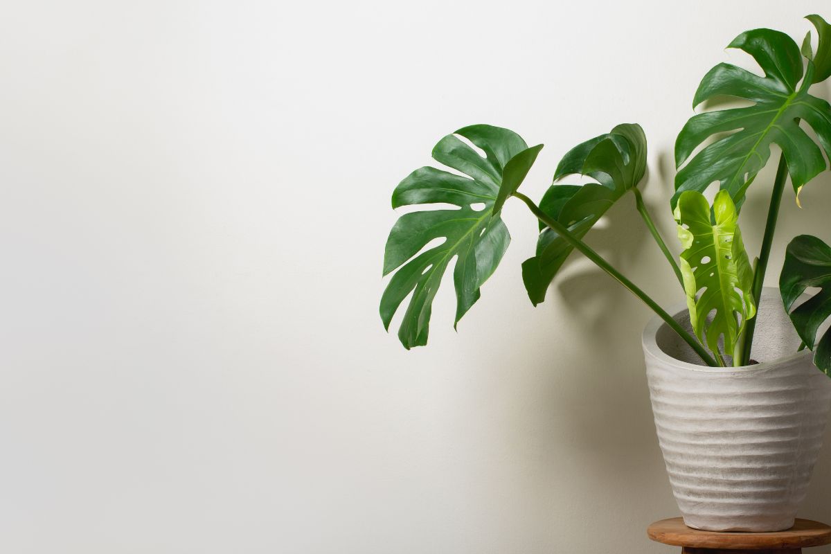 Best Pot For Monstera Botanic Box