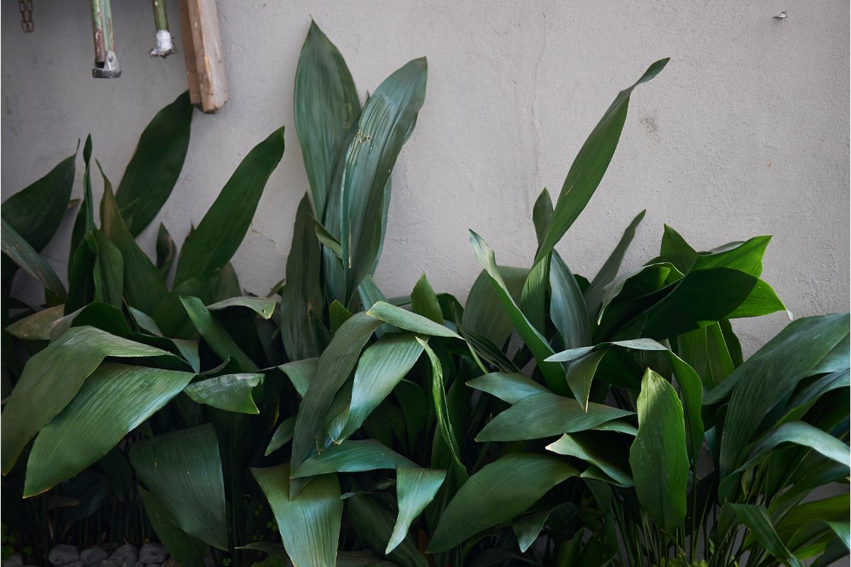Best Plant For Basement - Botanic Box